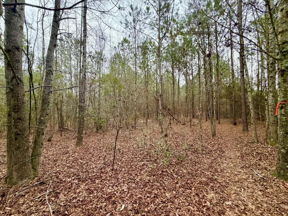 19.3 Acres Ga-305 Midville, GA 30441