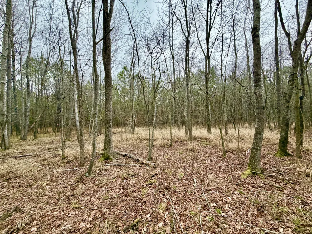 19.3 Acres Ga-305 Midville, GA 30441