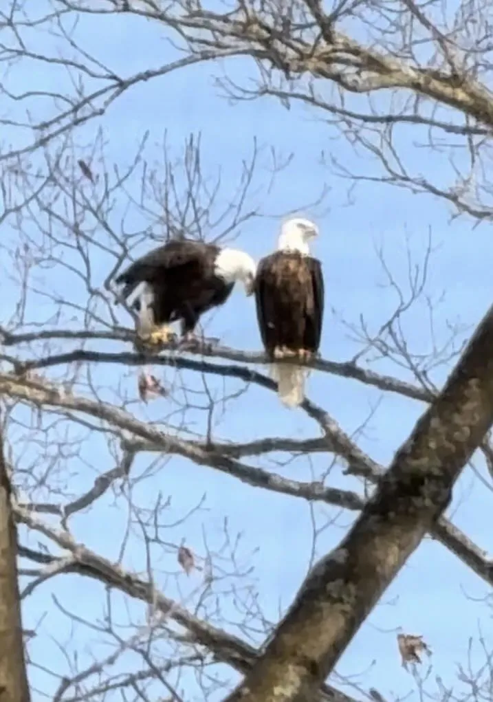 4247 SW Bald Eagles View Boardman Township, MI 49680