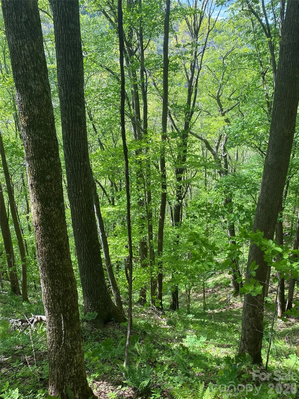 TBD US 23 Highway Mars Hill, NC 28754