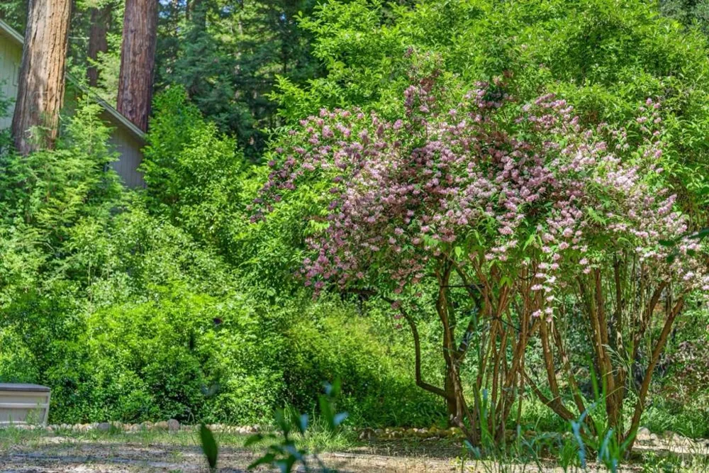 450 Vine Hill Road Santa Cruz, CA 95065