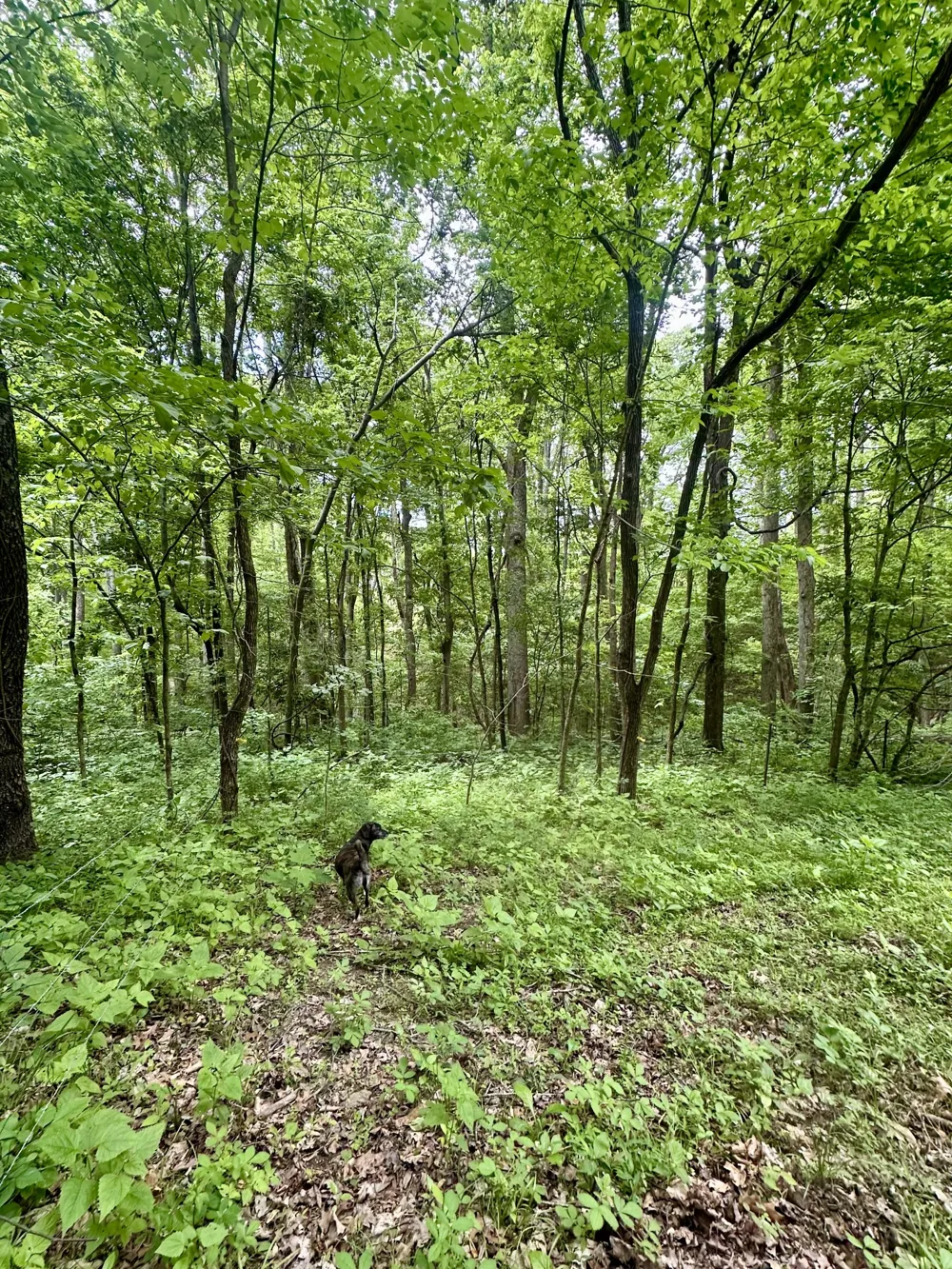 0 Hall Rd Greenbrier, TN 37073