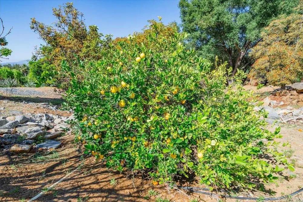 27117 Santolina Street Valley Center, CA 92082