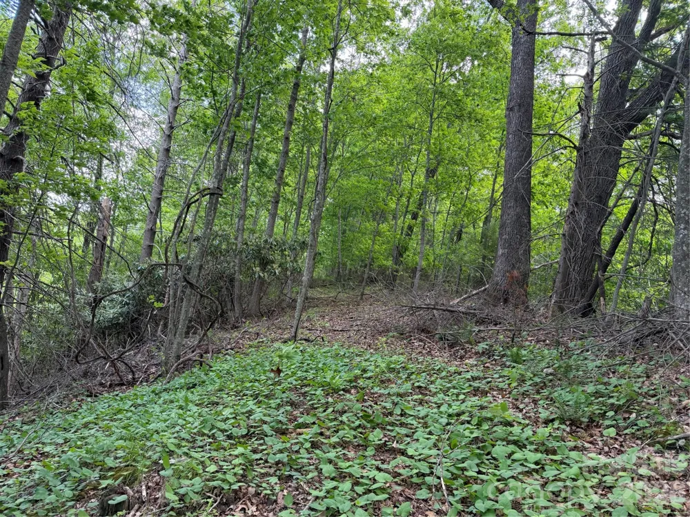 408 Arvil Gosnell Road Marshall, NC 28753