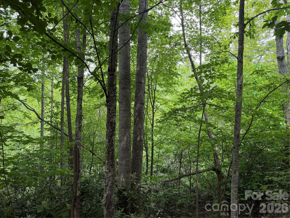 408 Arvil Gosnell Road Marshall, NC 28753