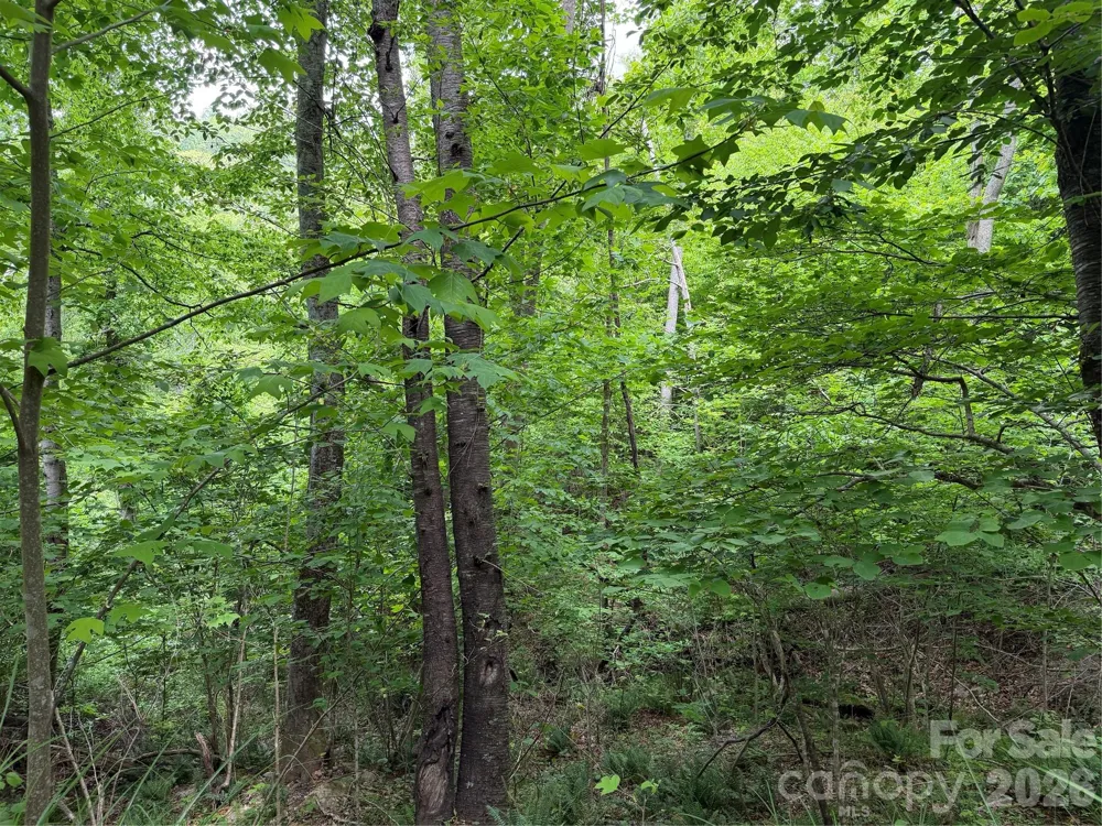408 Arvil Gosnell Road Marshall, NC 28753