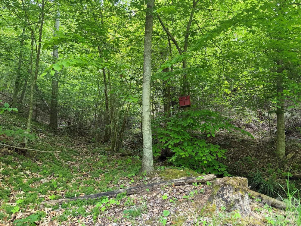 408 Arvil Gosnell Road Marshall, NC 28753