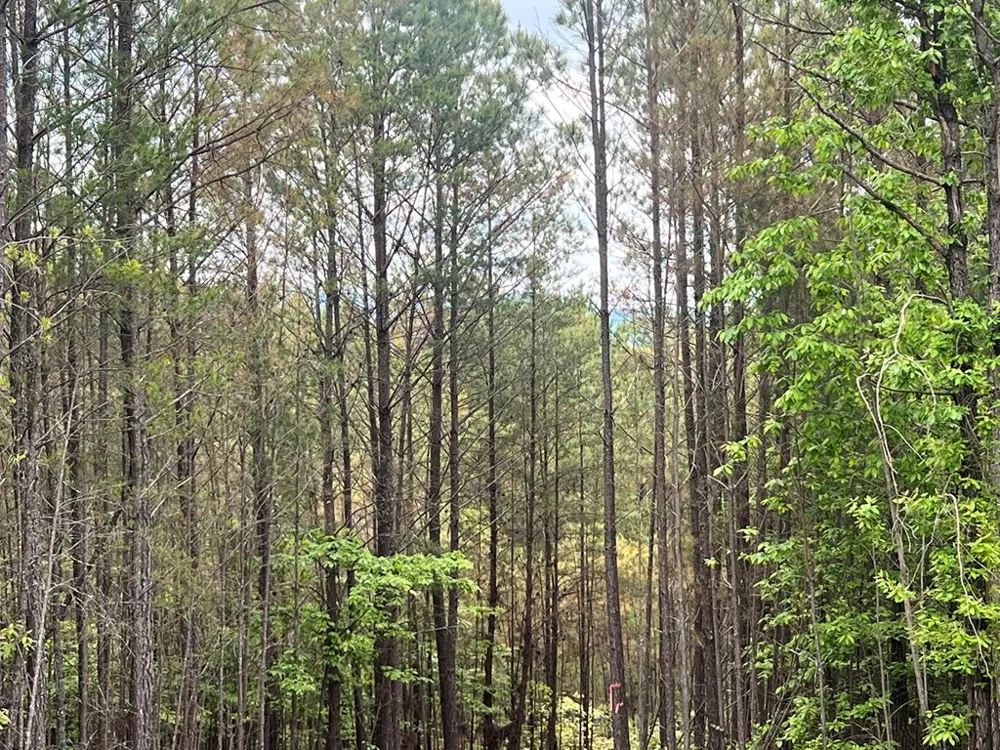Lot 7 Skyline Drive Turtletown, TN 37391