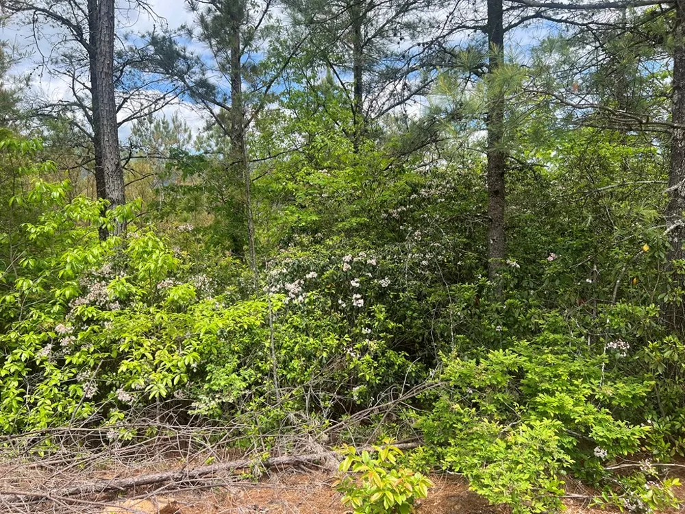 Lot 7 Skyline Drive Turtletown, TN 37391