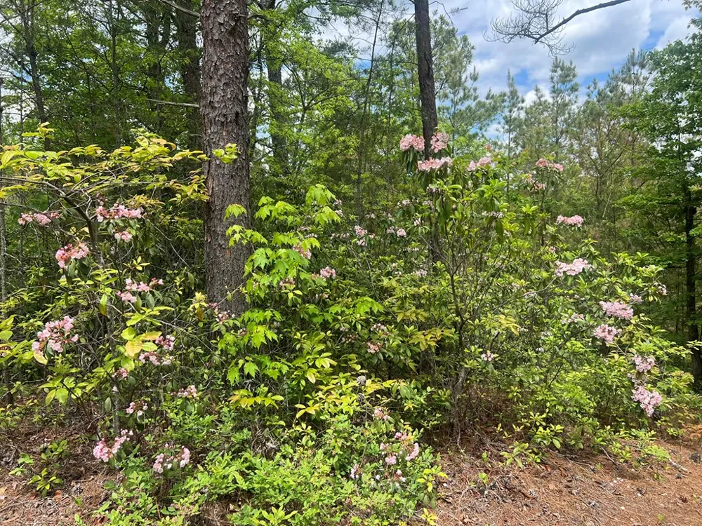 Lot 7 Skyline Drive Turtletown, TN 37391