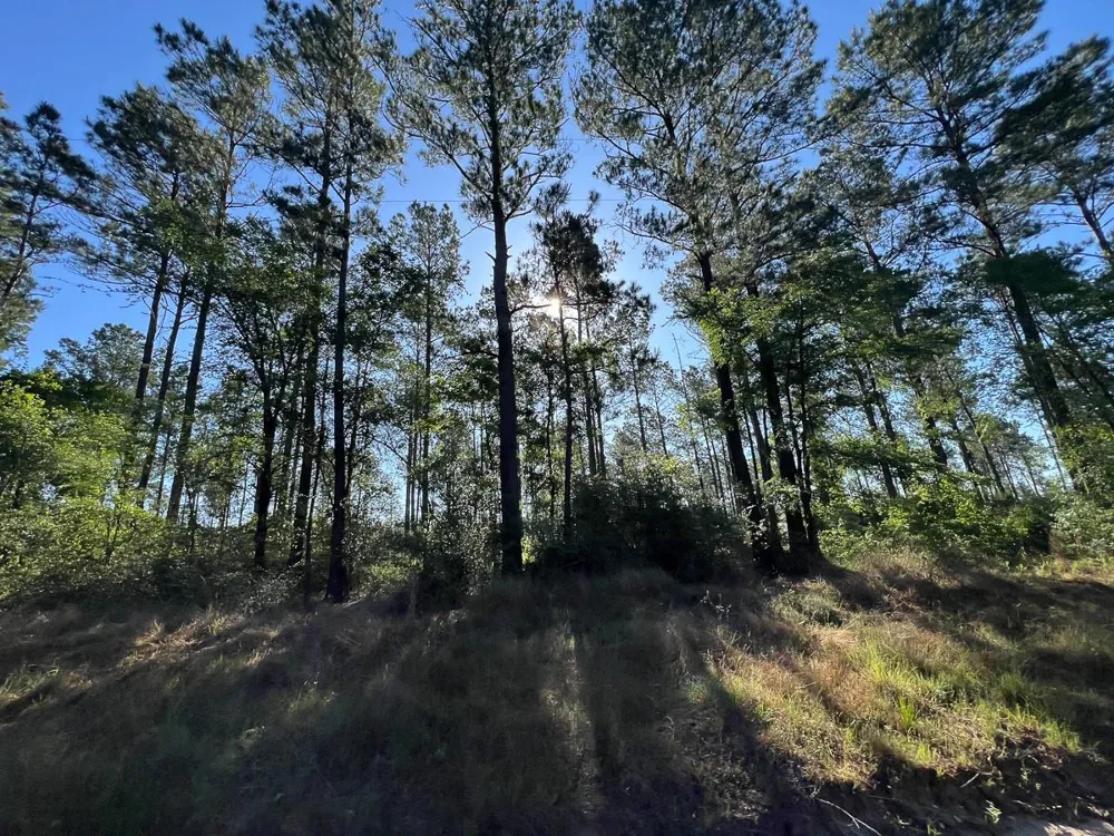 8 Fountain Creek Road Groveton, TX 75845
