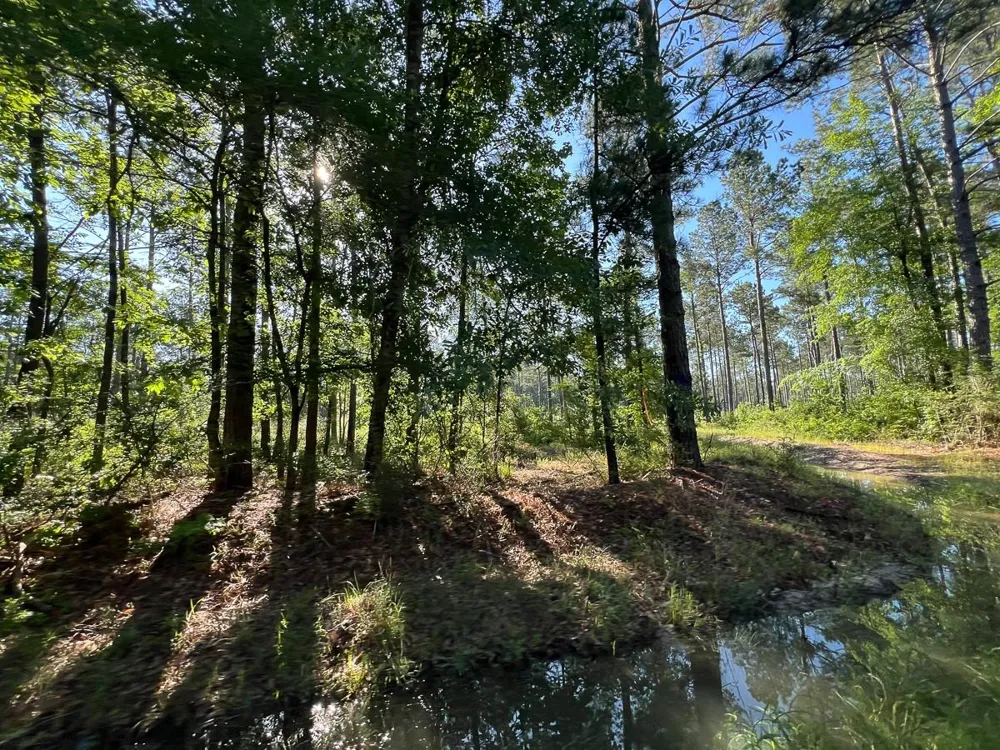 8 Fountain Creek Road Groveton, TX 75845
