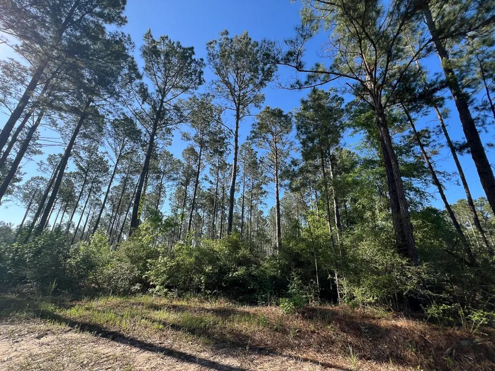 8 Fountain Creek Road Groveton, TX 75845