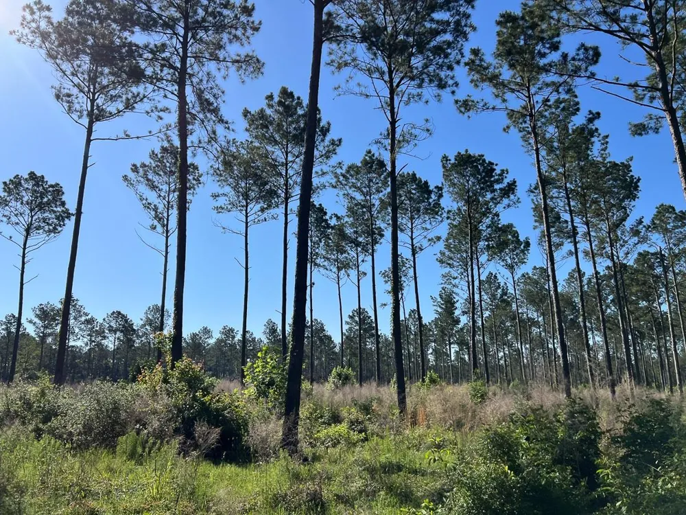 8 Fountain Creek Road Groveton, TX 75845