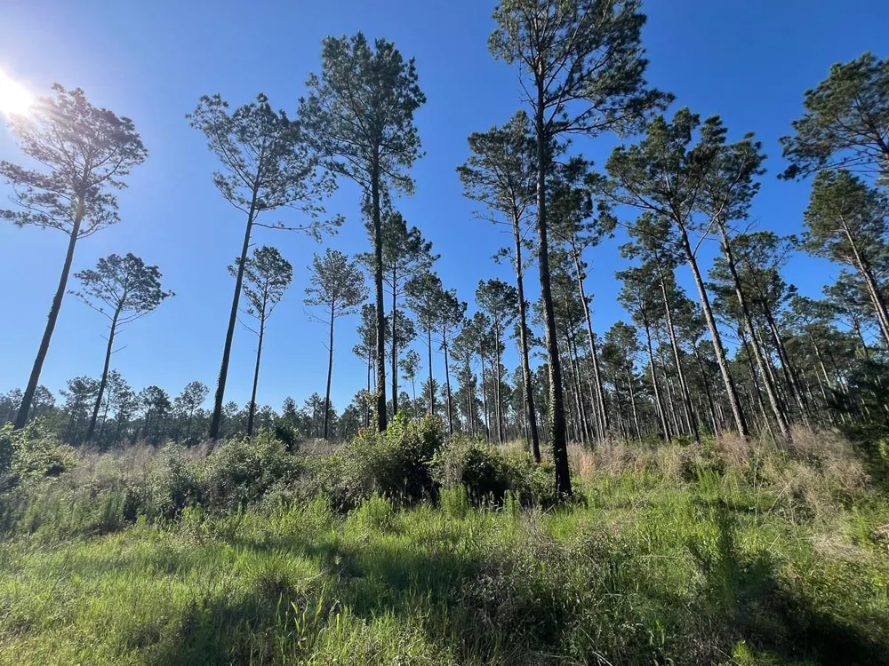 8 Fountain Creek Road Groveton, TX 75845