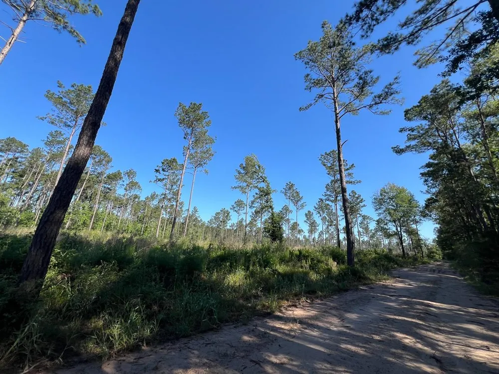 8 Fountain Creek Road Groveton, TX 75845