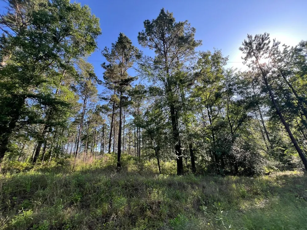 8 Fountain Creek Road Groveton, TX 75845