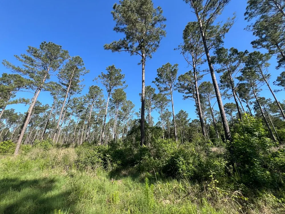 8 Fountain Creek Road Groveton, TX 75845