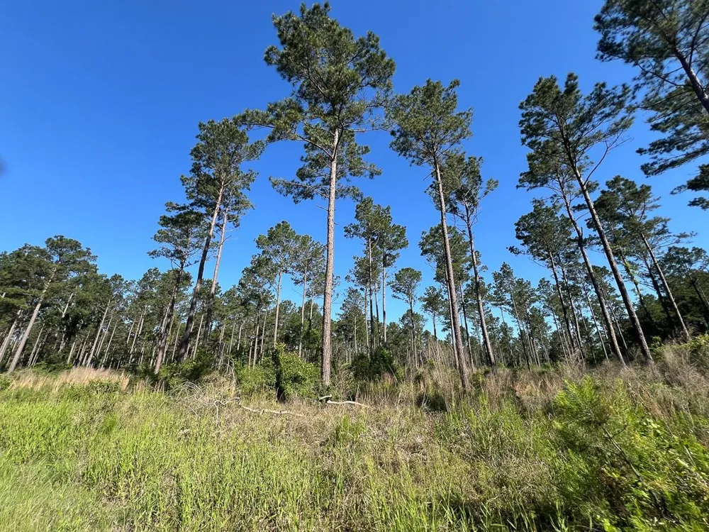 8 Fountain Creek Road Groveton, TX 75845
