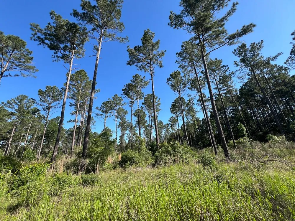 8 Fountain Creek Road Groveton, TX 75845