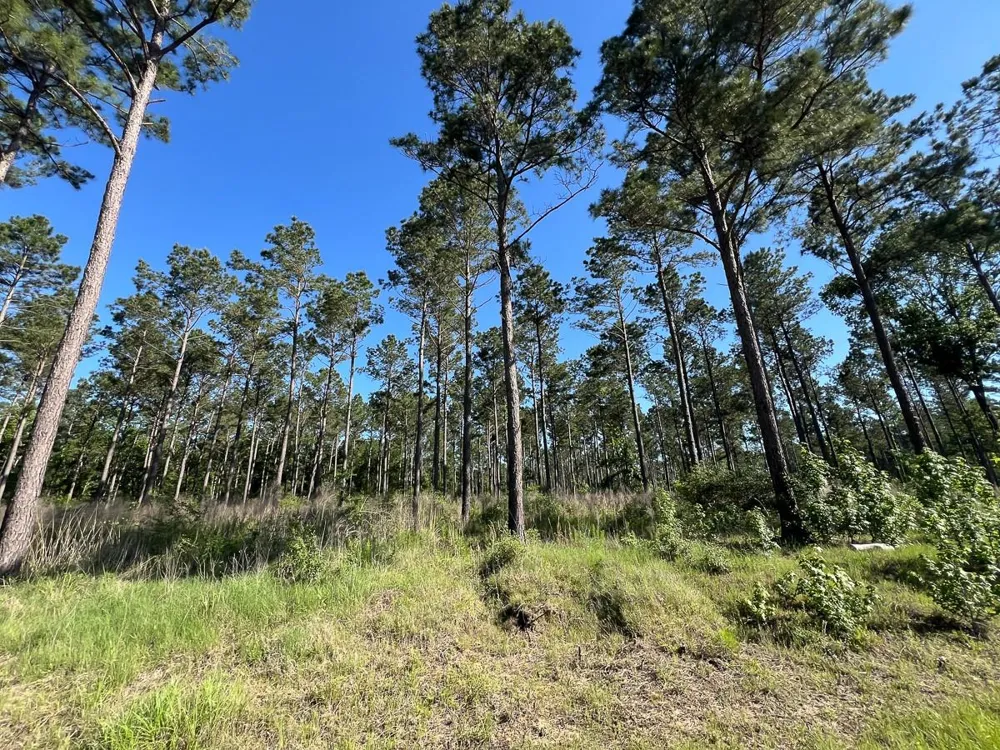 8 Fountain Creek Road Groveton, TX 75845