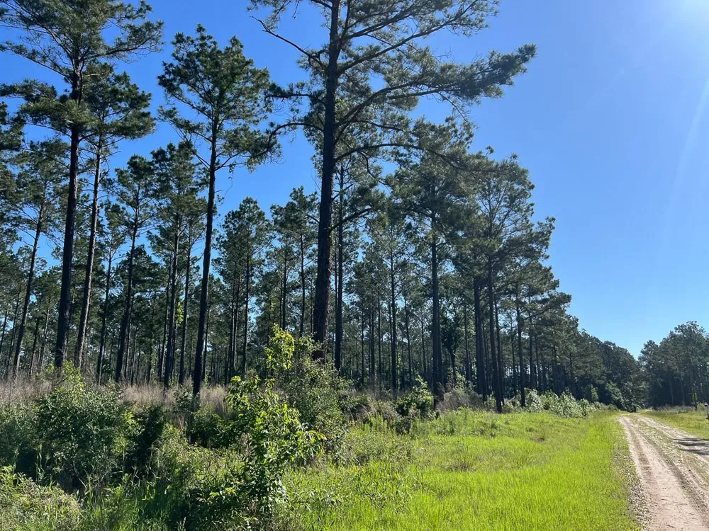 8 Fountain Creek Road Groveton, TX 75845