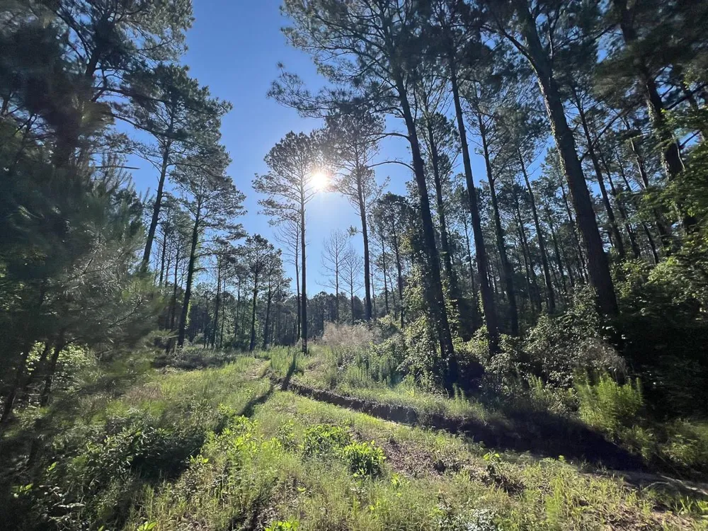 8 Fountain Creek Road Groveton, TX 75845