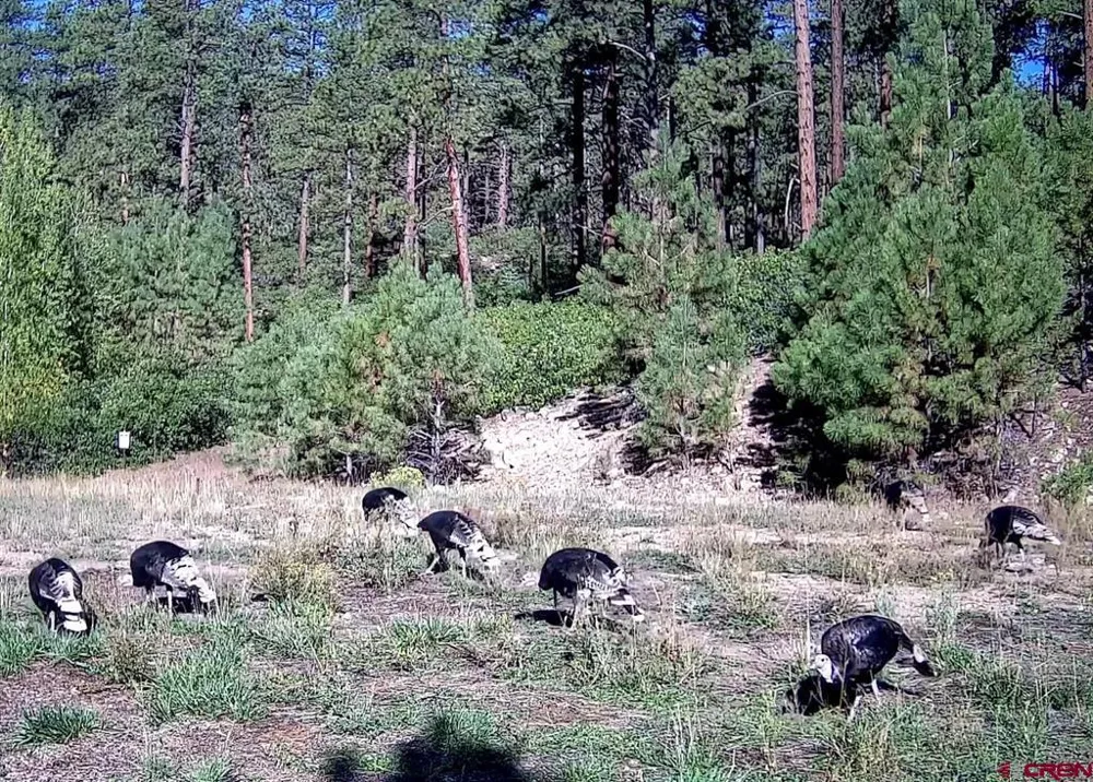 County Rd. 240 Durango, CO 81301