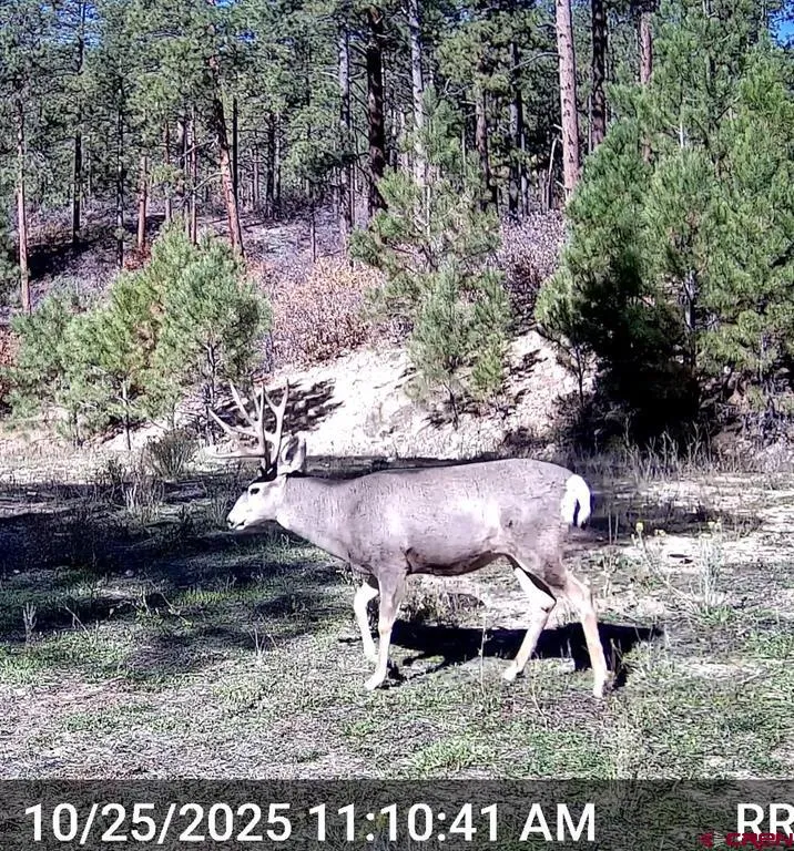 County Rd. 240 Durango, CO 81301