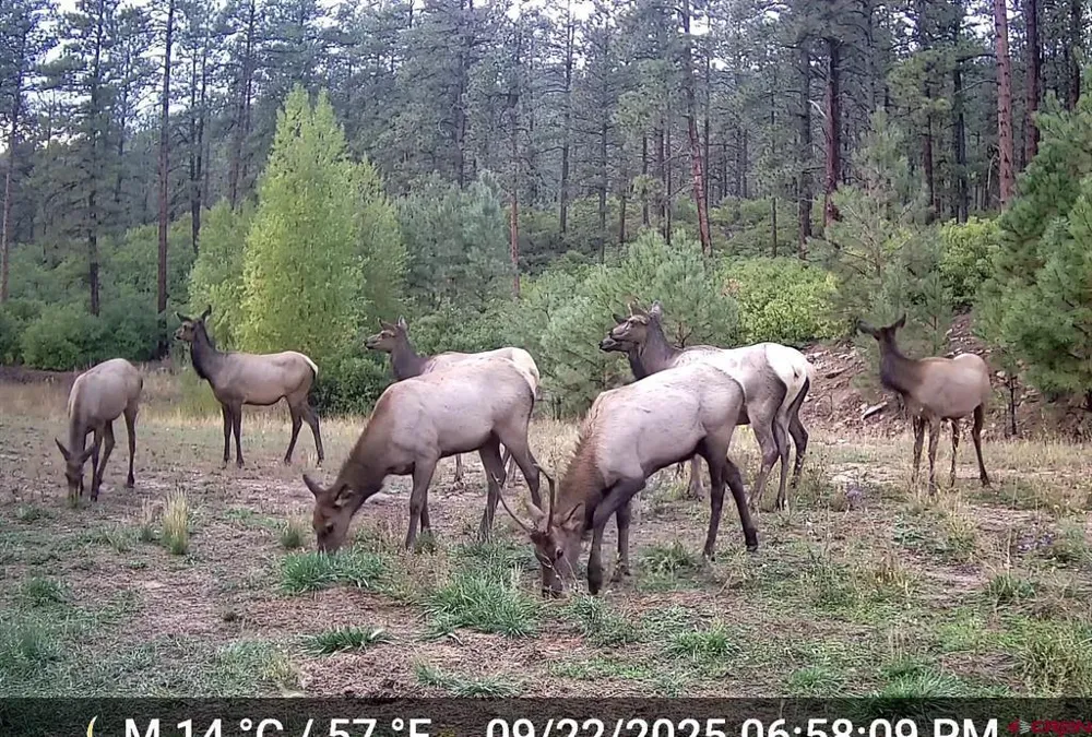 County Rd. 240 Durango, CO 81301