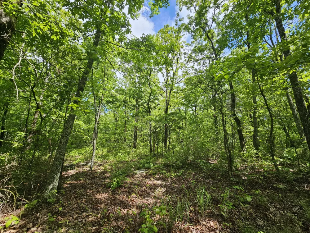 488 Hunters Trail Way Altamont, TN 37301