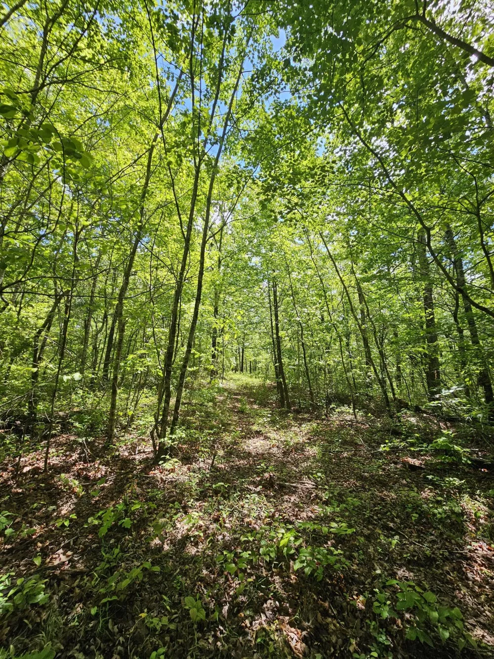 488 Hunters Trail Way Altamont, TN 37301