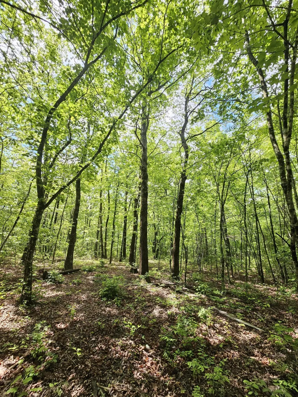 488 Hunters Trail Way Altamont, TN 37301