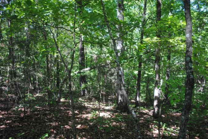 S Marble Top Road Chickamauga, GA 30707