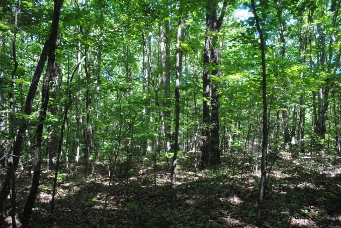 S Marble Top Road Chickamauga, GA 30707