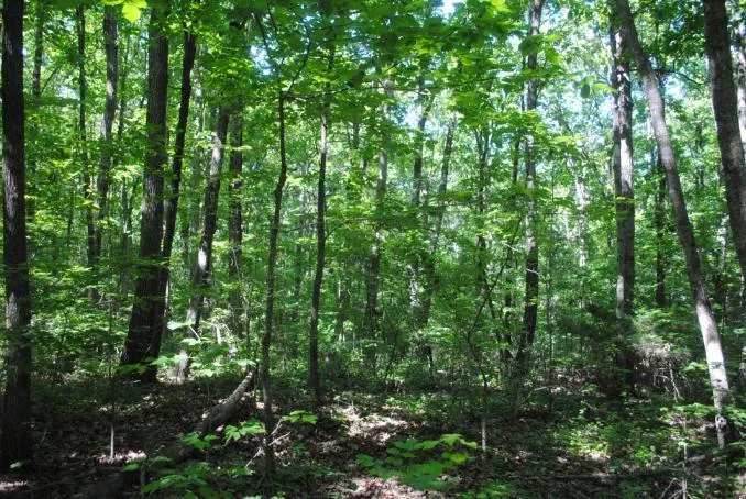 S Marble Top Road Chickamauga, GA 30707