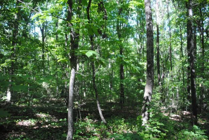 S Marble Top Road Chickamauga, GA 30707