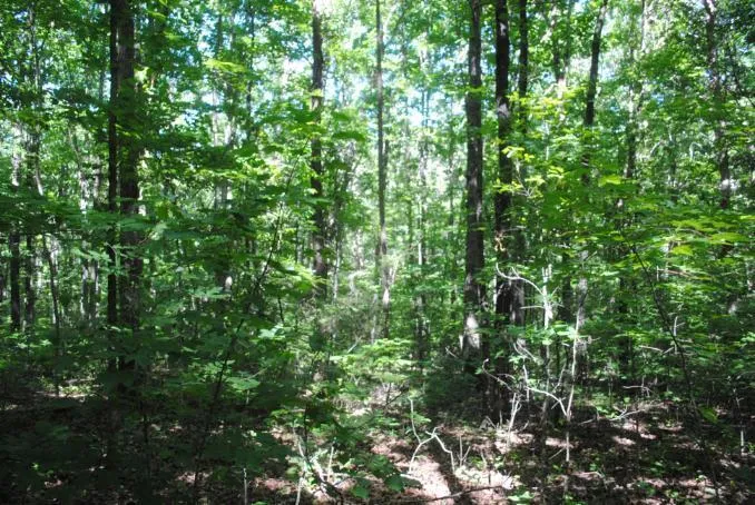 S Marble Top Road Chickamauga, GA 30707