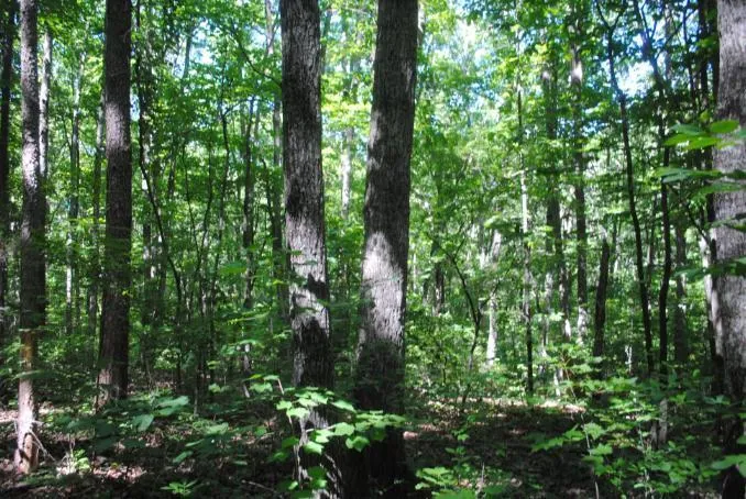 S Marble Top Road Chickamauga, GA 30707