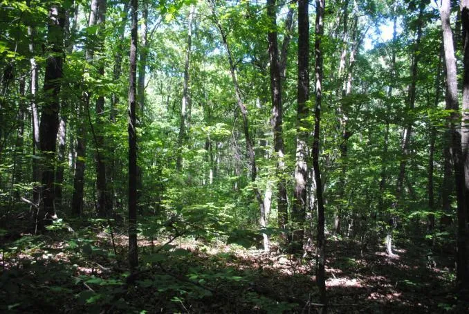 S Marble Top Road Chickamauga, GA 30707