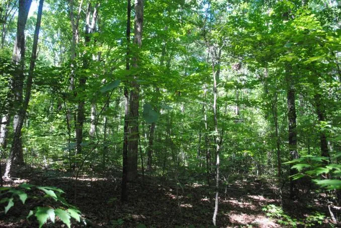 S Marble Top Road Chickamauga, GA 30707