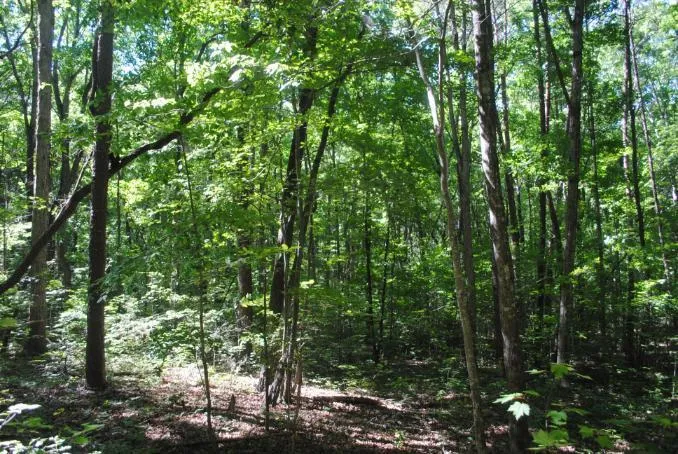 S Marble Top Road Chickamauga, GA 30707