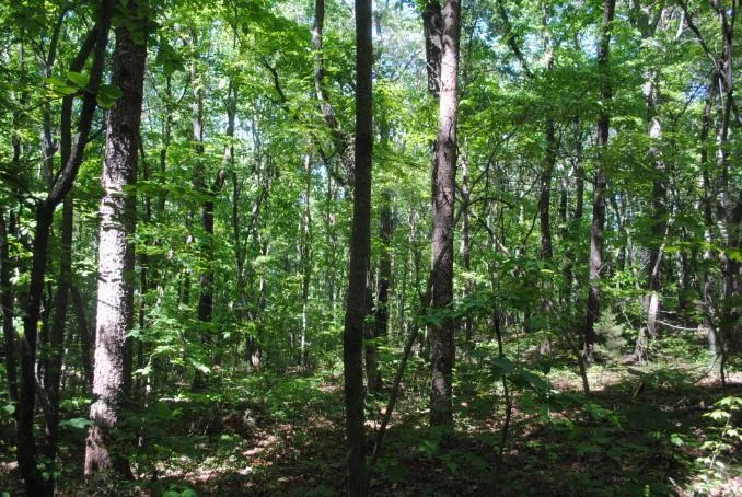 S Marble Top Road Chickamauga, GA 30707
