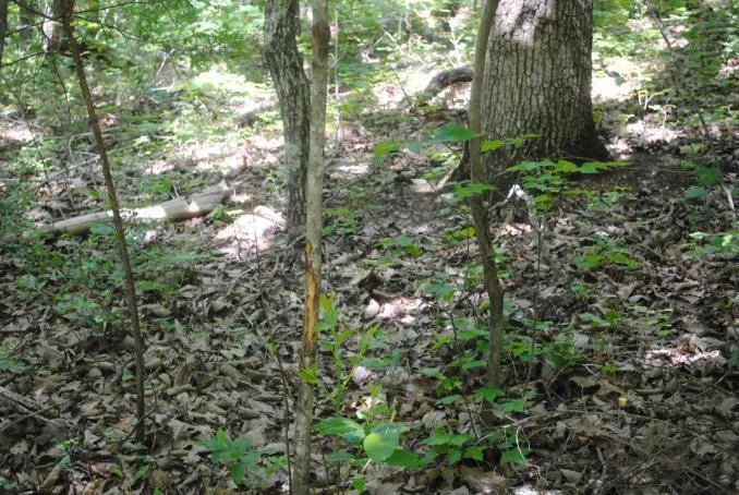 S Marble Top Road Chickamauga, GA 30707
