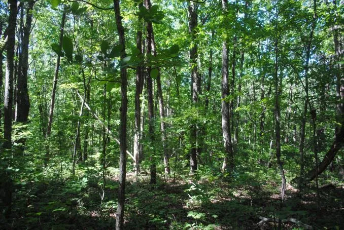 S Marble Top Road Chickamauga, GA 30707