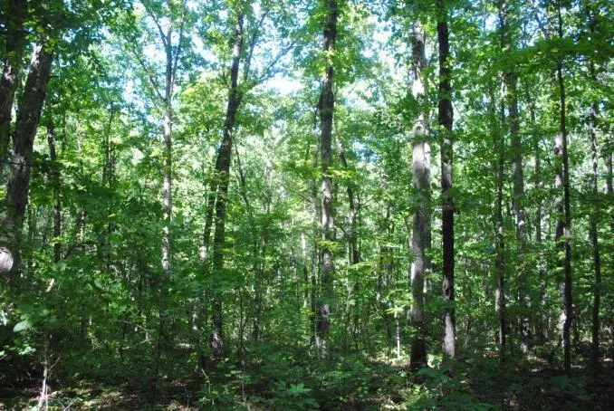 S Marble Top Road Chickamauga, GA 30707
