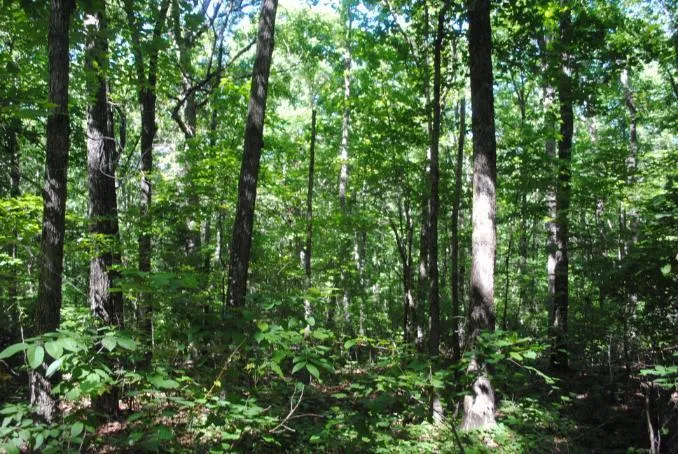 S Marble Top Road Chickamauga, GA 30707