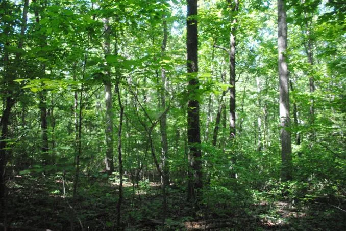 S Marble Top Road Chickamauga, GA 30707