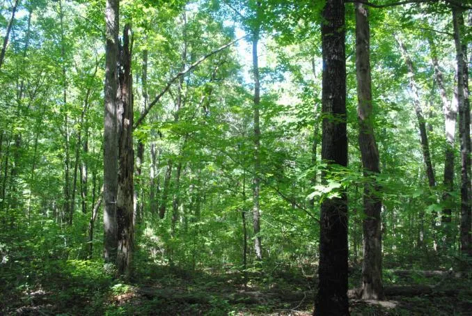 S Marble Top Road Chickamauga, GA 30707