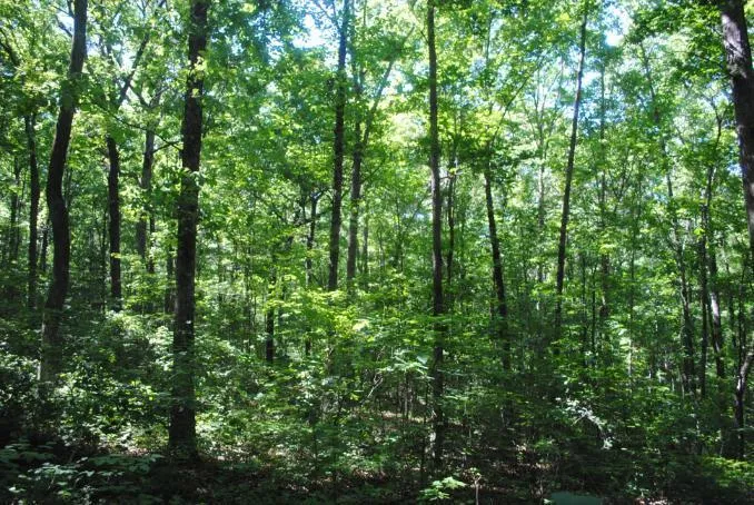 S Marble Top Road Chickamauga, GA 30707